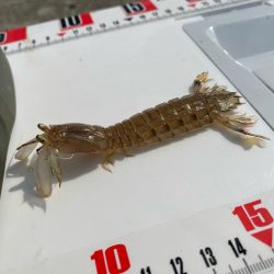 シロギスタのスミ1キビレDAY