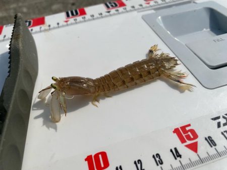 シロギスタのスミ1キビレDAY