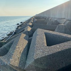 シロギスタ:酷暑の良型、今期自己ベスト22.8cm