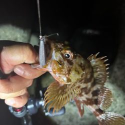 ロックフィッシュ