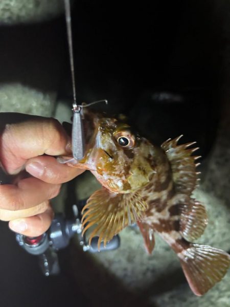 ロックフィッシュ