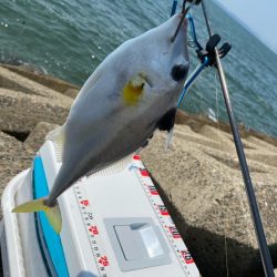 猛暑のシロギスタ