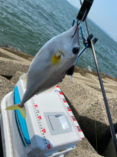 猛暑のシロギスタ