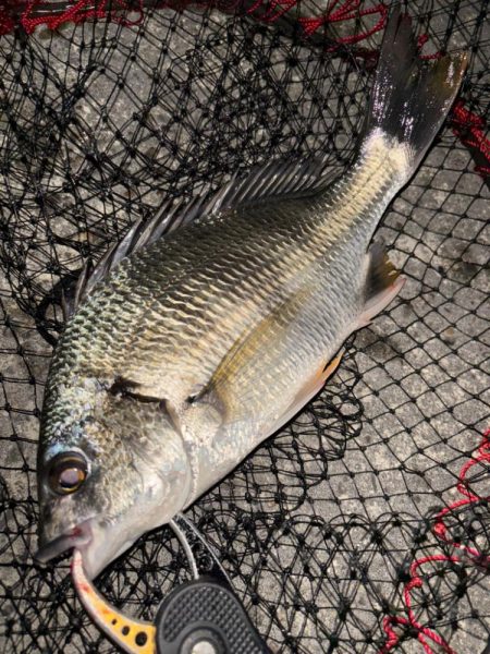 ヘチってきました