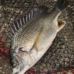 ヘチってきました