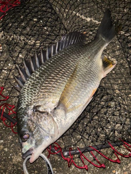 ヘチってきました