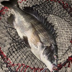 ヘチってきました