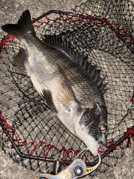 ヘチってきました