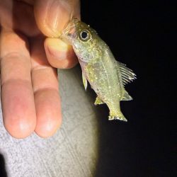 真夏のライトエギング