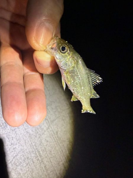 真夏のライトエギング