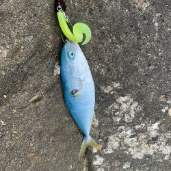 朝マヅメロックフィッシュ