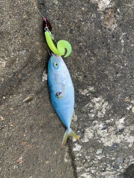 朝マヅメロックフィッシュ