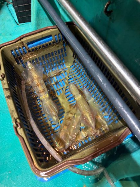 イカメタル5回目初大剣‼&#…