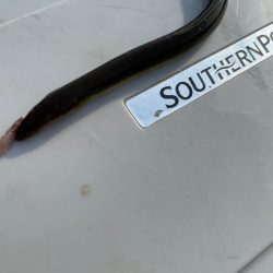 はじめてのテナガエビ