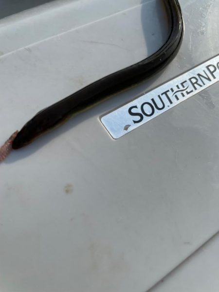 はじめてのテナガエビ