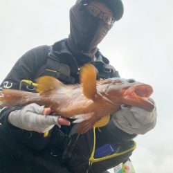 祝！記録更新キジハタゲーム