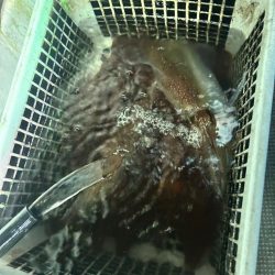 デカイカばっか