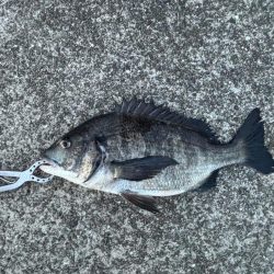 おチヌさん好調です♪