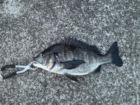 おチヌさん好調です♪