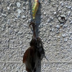 小さいけど　秋イカ開幕？