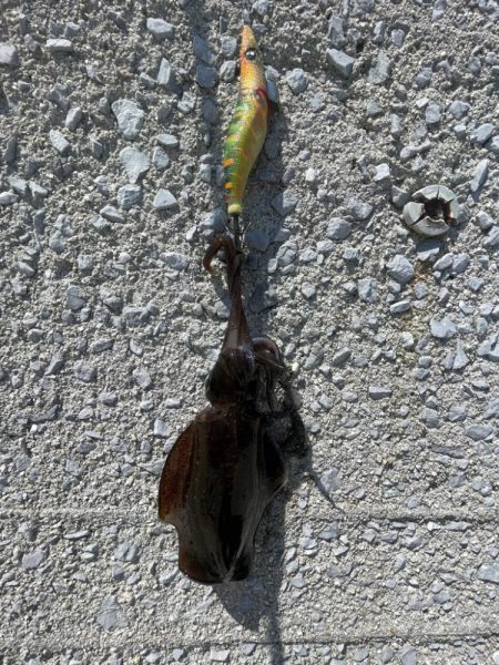 小さいけど　秋イカ開幕？