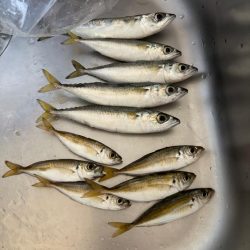 アジュール舞子　サビキ釣行