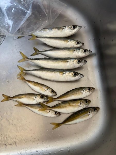 アジュール舞子　サビキ釣行