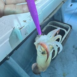 ケンサキイカ/イカメタル・オモリグ