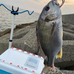 夕刻のシロギスタ