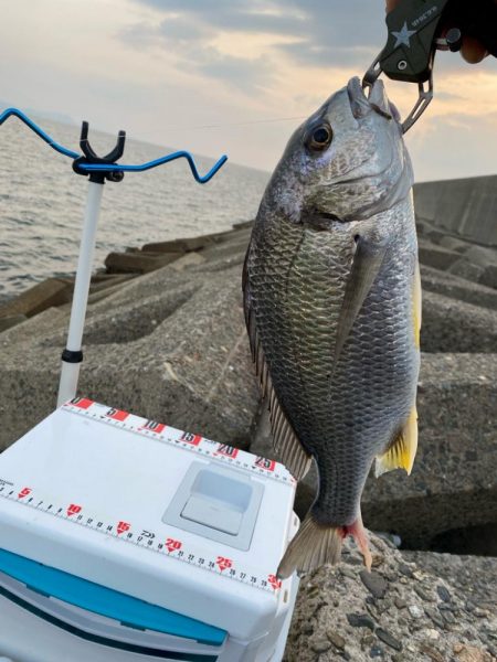 夕刻のシロギスタ