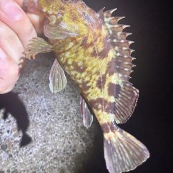 夜な夜なガシリング無双