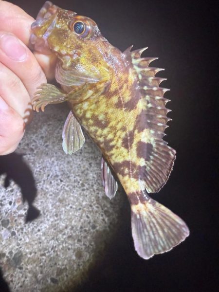 夜な夜なガシリング無双