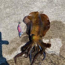 夏イカ最高🦑🦑