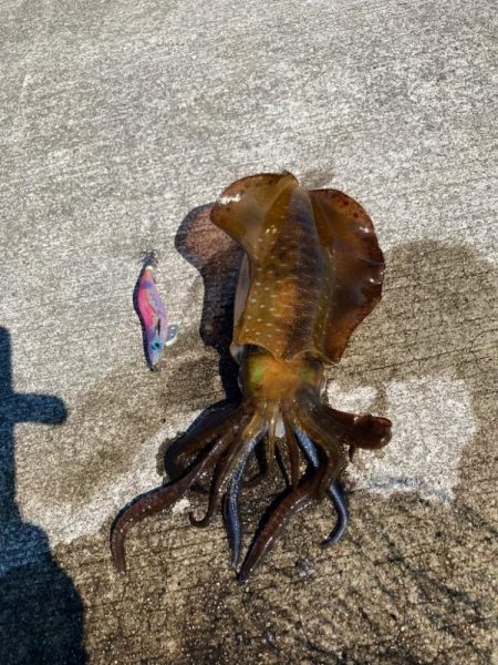 夏イカ最高🦑🦑