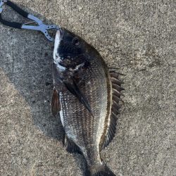 エビ撒きでクロダイ釣れました