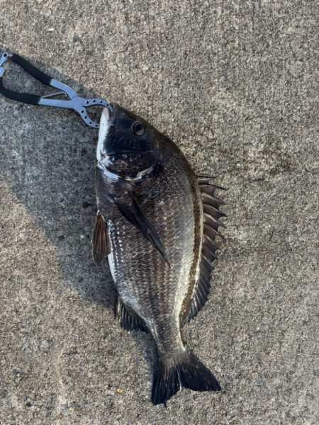 エビ撒きでクロダイ釣れました