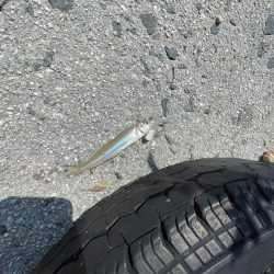 何故かサイズ小さい………