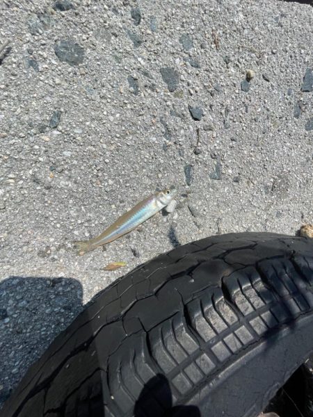 何故かサイズ小さい………