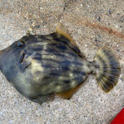 カワハギさん！