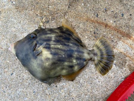 カワハギさん！