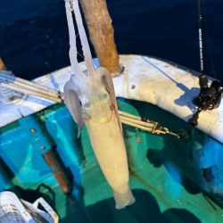 和歌山イカメタル