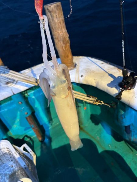 和歌山イカメタル