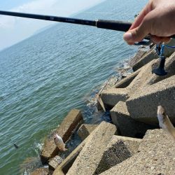 チャリコギスタ