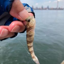 淡路釣行マアジ〜シロギス