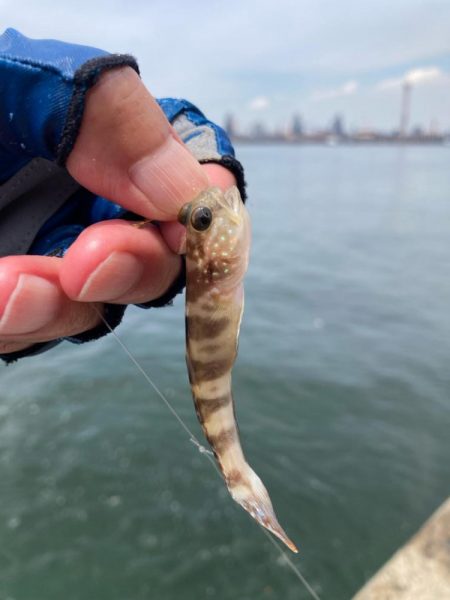 淡路釣行マアジ〜シロギス