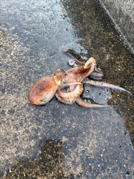 ロック&ベイビー