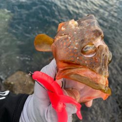 キジハタゲーム