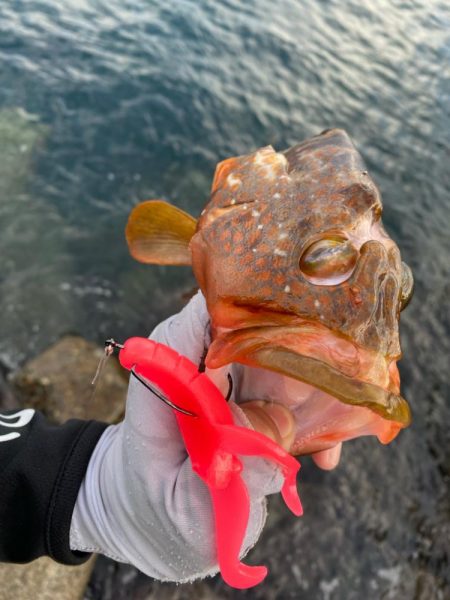 キジハタゲーム