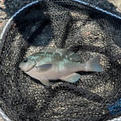 2週連続フカセ釣り