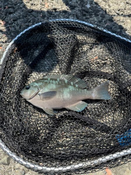 2週連続フカセ釣り